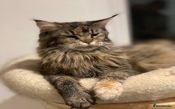 Maine Coon cats for sale: Attention please  - Image 22