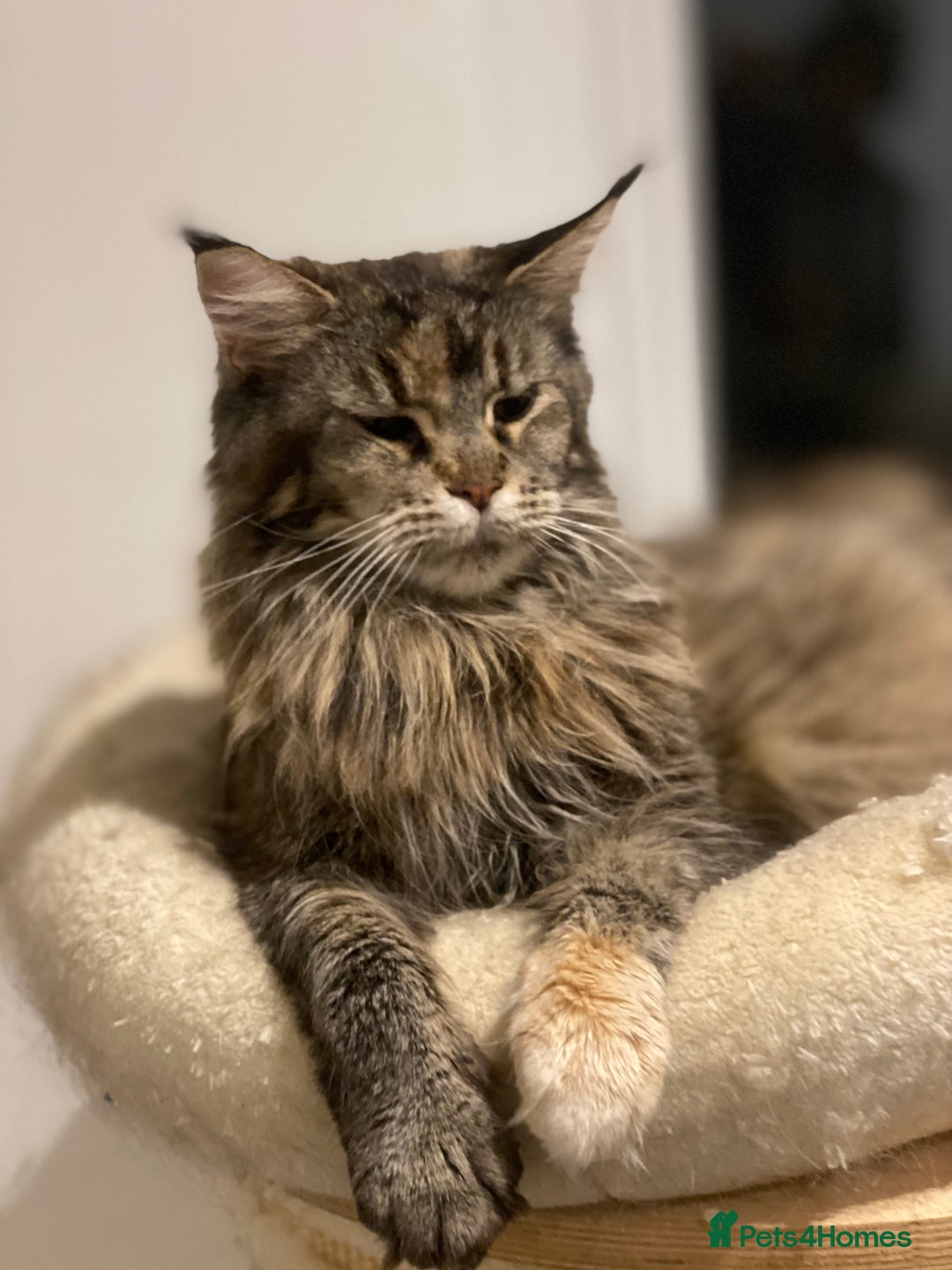 Maine Coon cats for sale: Attention please  - Image 22