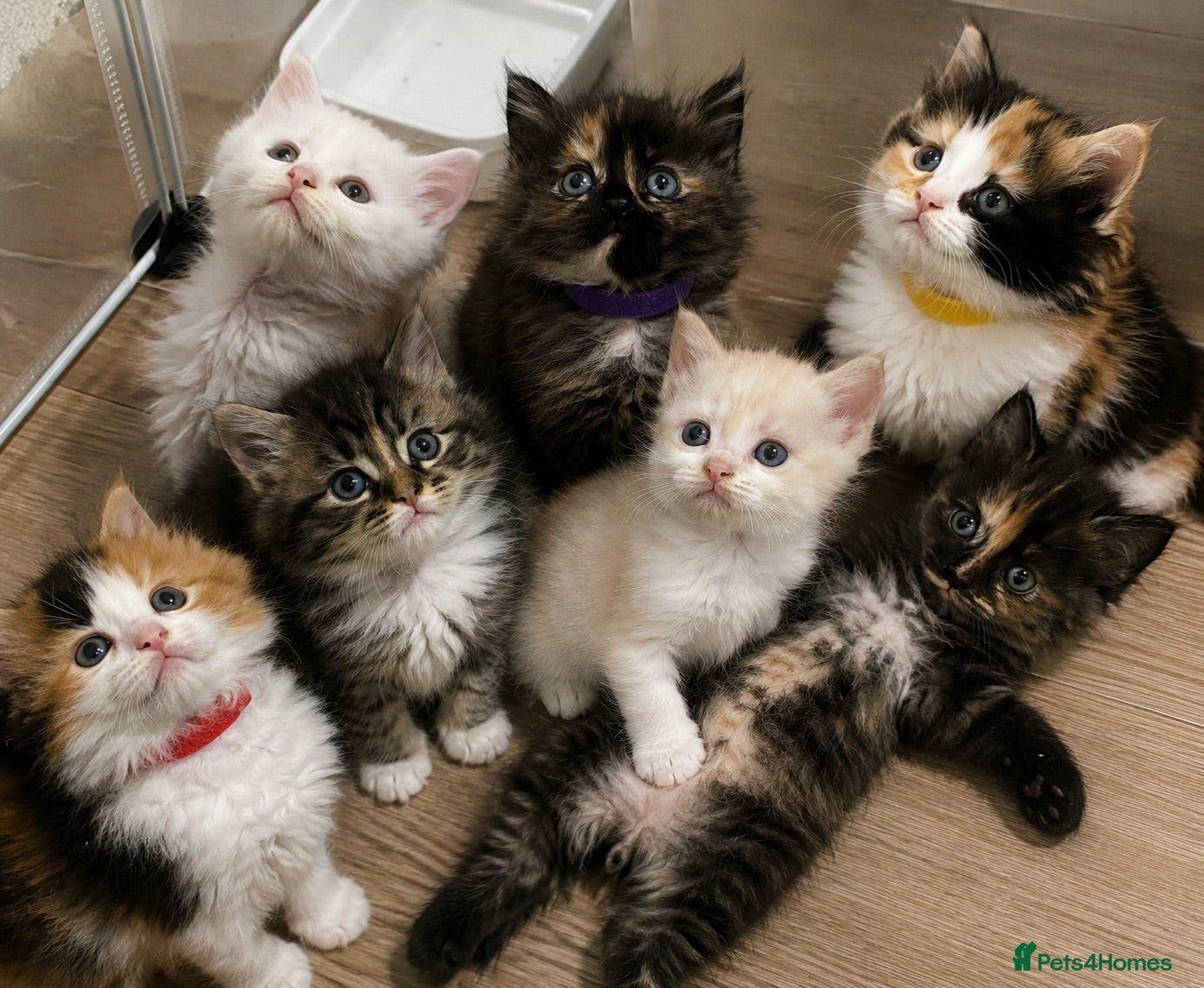 Maine Coon cats 🔥 amazing offer full Maine coon 🔥 Amazing colour - Advert 1