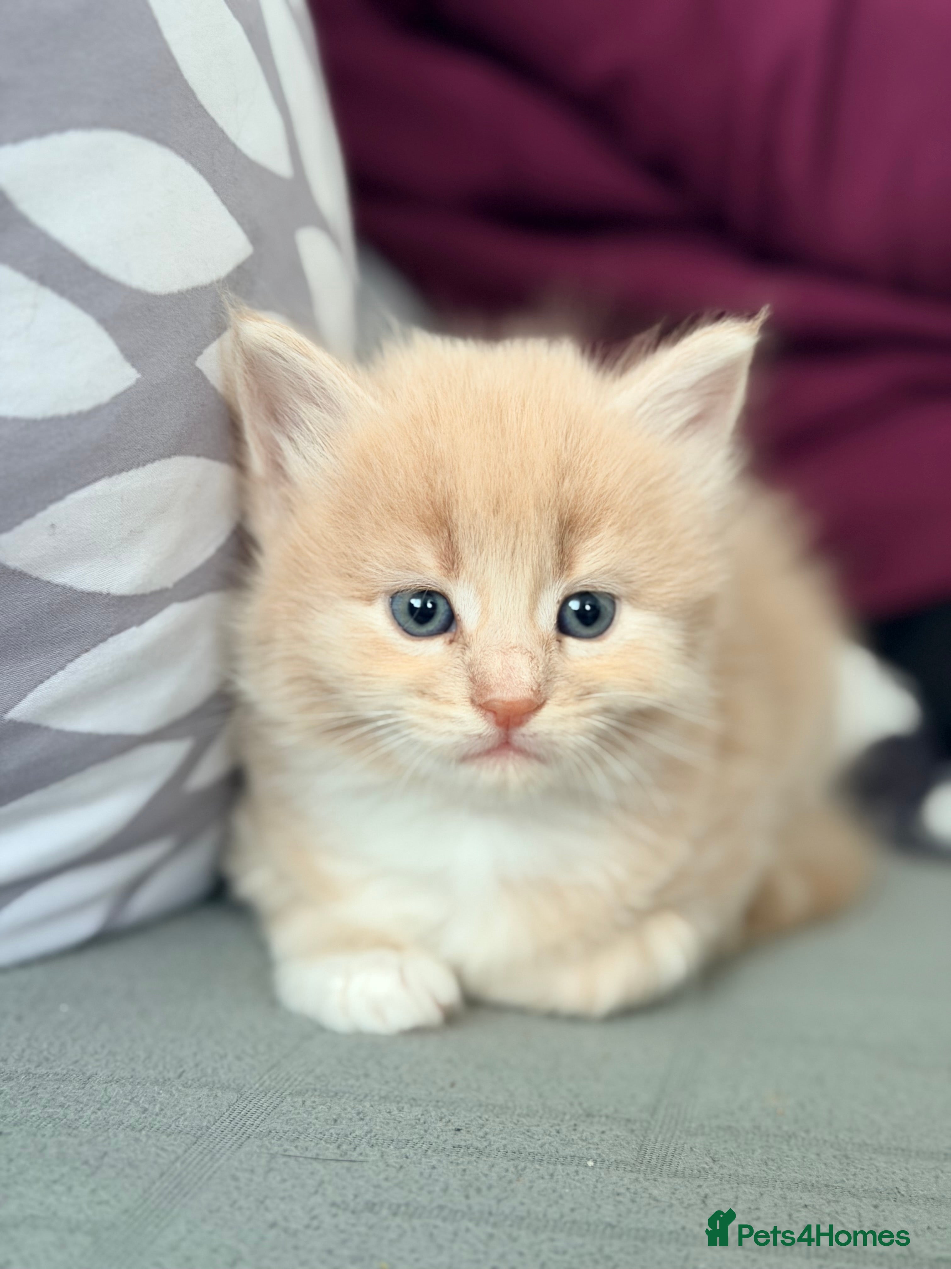 Mixed Breed cats Maine Coon & British Shorthair  - Advert 10