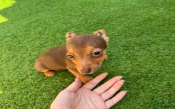 Jack Russell dogs for sale: Miniature Jack Russell puppies Ready to leave in Gillingham - Image 9