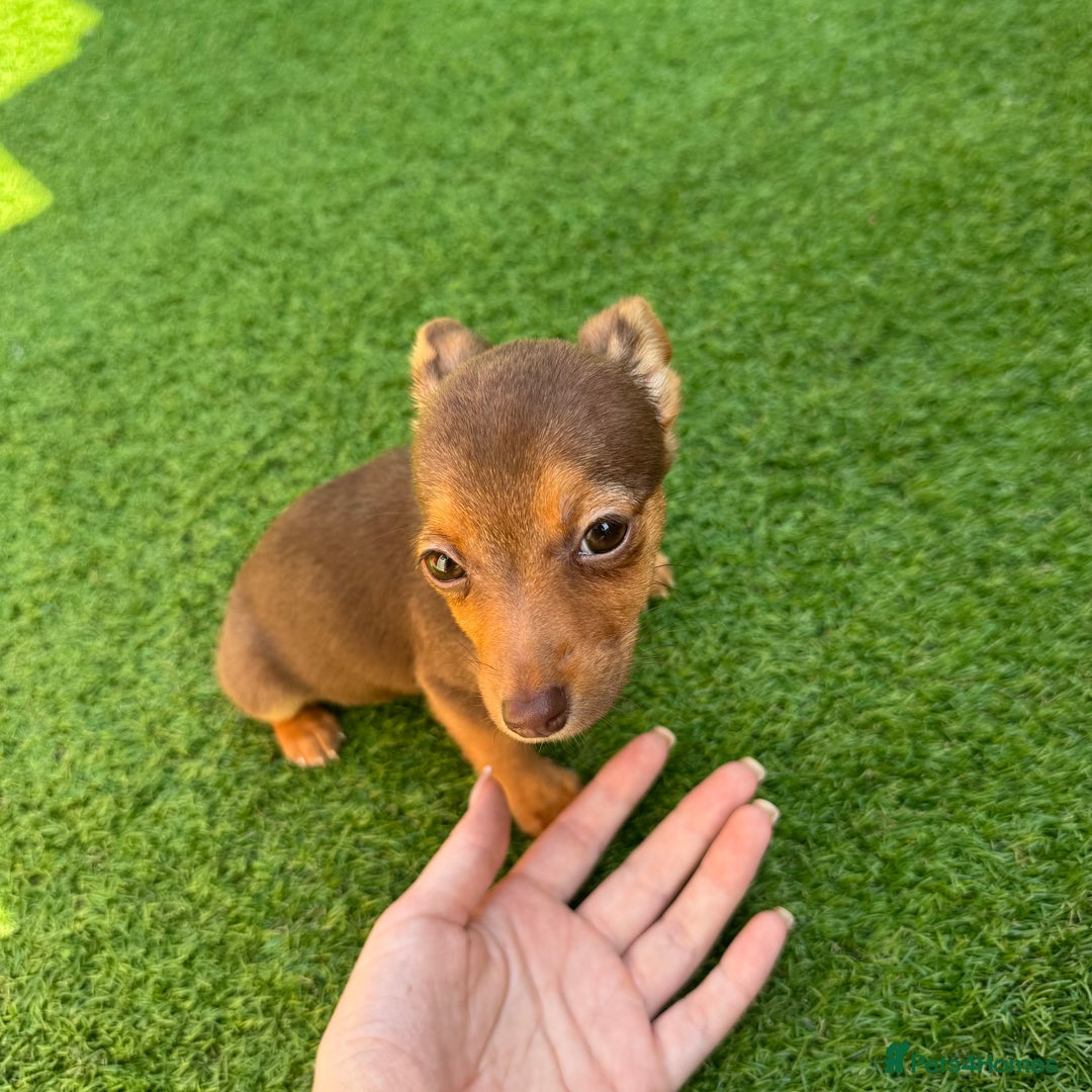 Jack Russell dogs for sale: Miniature Jack Russell puppies Ready to leave in Gillingham - Image 9
