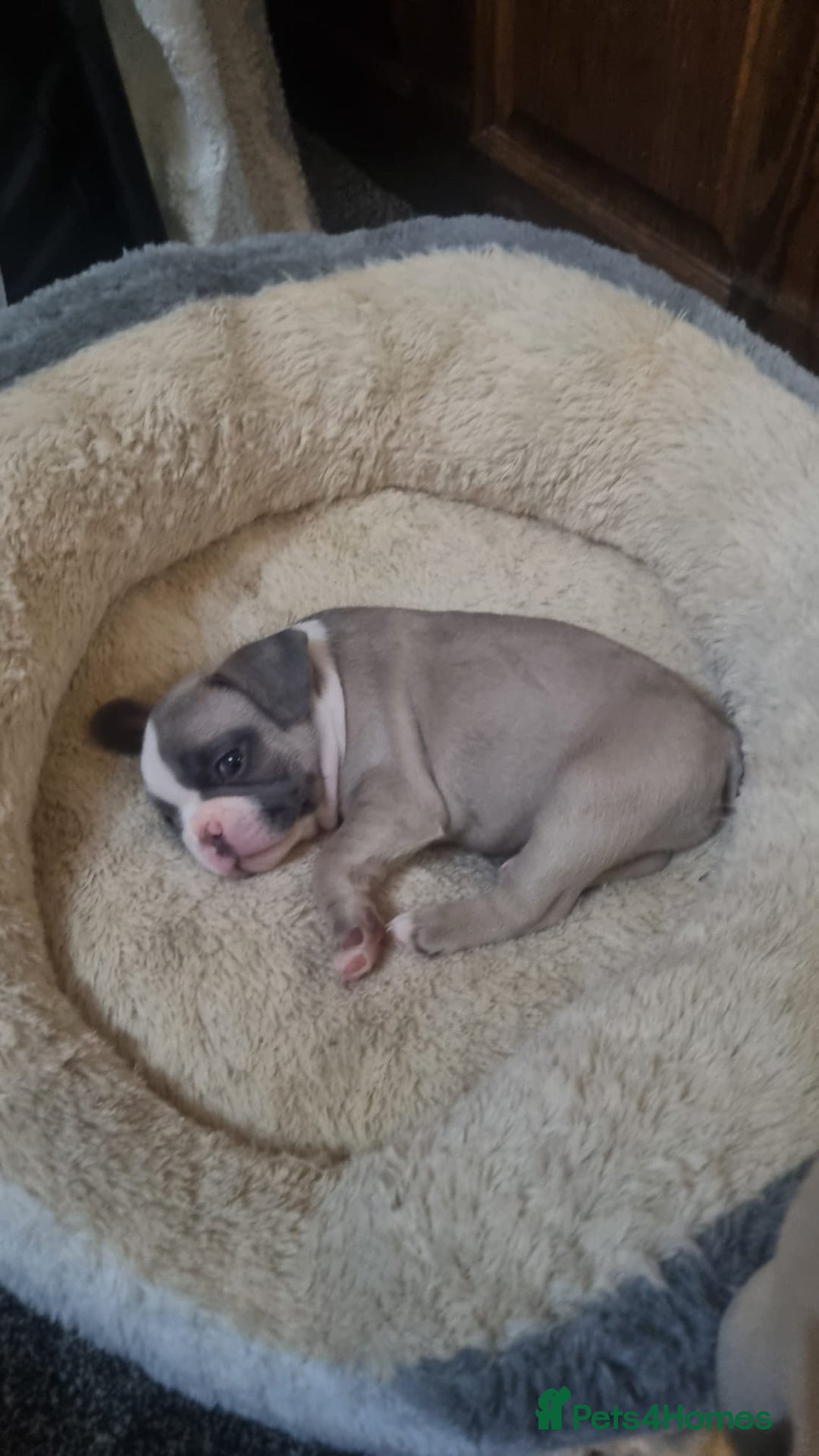 French Bulldog dogs for sale: DWKC Registered Puppies – Health Tested  - Advert 8