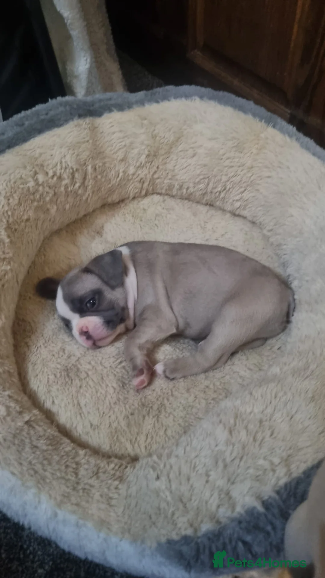 French Bulldog dogs for sale: DWKC Registered Puppies – Health Tested  - Advert 8