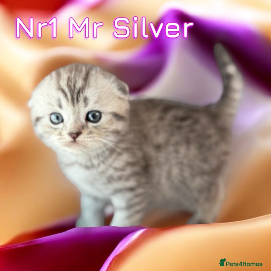 Scottish Fold cats for sale: 5 Full Pedigree Scottish Fold/Straight Kitens - Image 13