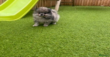 Pomeranian dogs - Advert 10