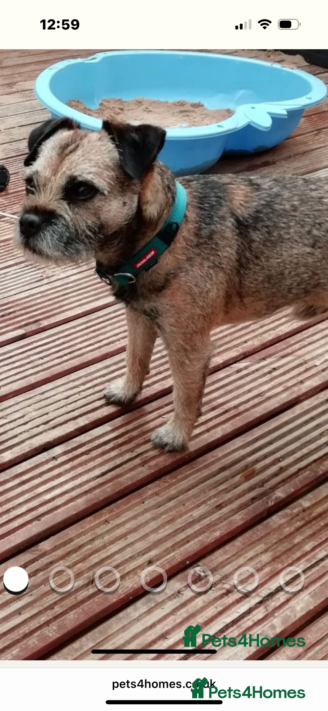 Border Terrier dogs for sale: KC Reg Border Terrier’s - 3 girls available - Advert 3