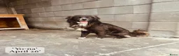Mixed Breed dogs for adoption: Yo-Na, 2 yrs approx. Available for adoption. in Brixham - Advert 12