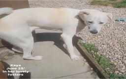 Mixed Breed dogs for adoption: Kaya, 2 years approx. Available for adoption. in Brixham - Image 16