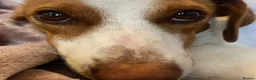 Mixed Breed dogs for adoption: Sylvie (Jack Russell/Dachshund/Beagle mix) - Advert 18