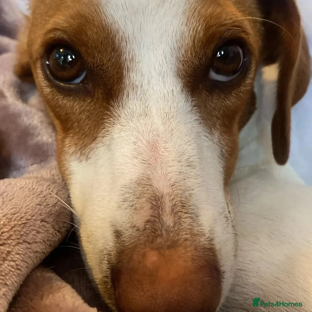 Mixed Breed dogs for adoption: Sylvie (Jack Russell/Dachshund/Beagle mix) - Advert 18