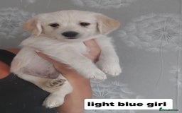 Labradoodle dogs for sale: Beautiful labradoodle pups  - Image 14