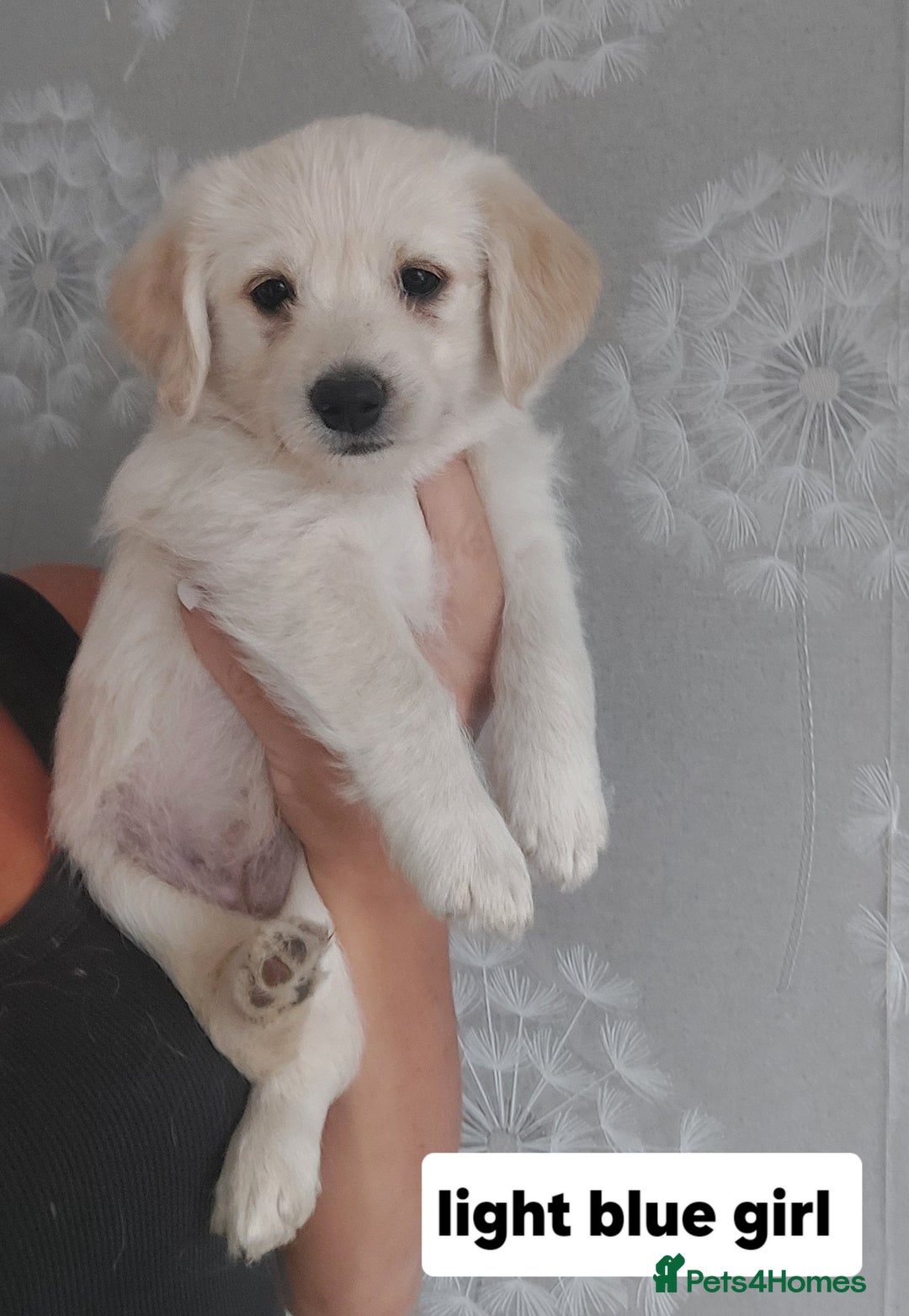Labradoodle dogs for sale: Beautiful labradoodle pups  - Image 14