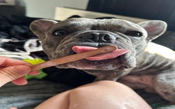 French Bulldog dogs for sale: BonBon & Hugo - Image 10