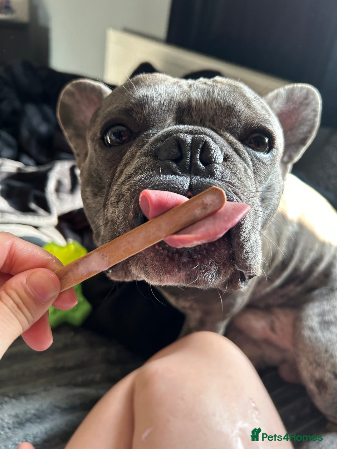 French Bulldog dogs for sale: BonBon & Hugo - Image 10