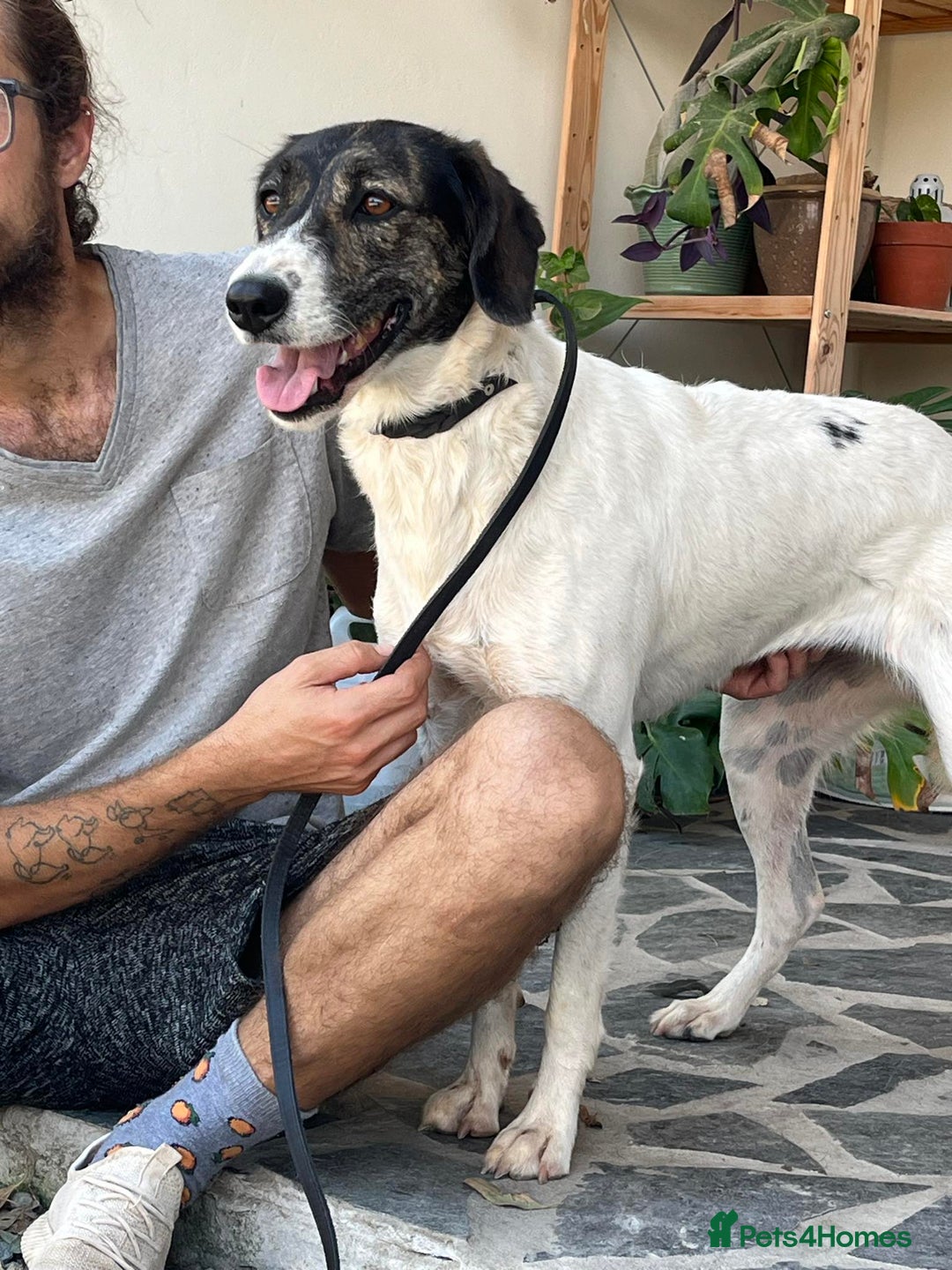 Mixed Breed dogs for adoption: Macy !  - Advert 2