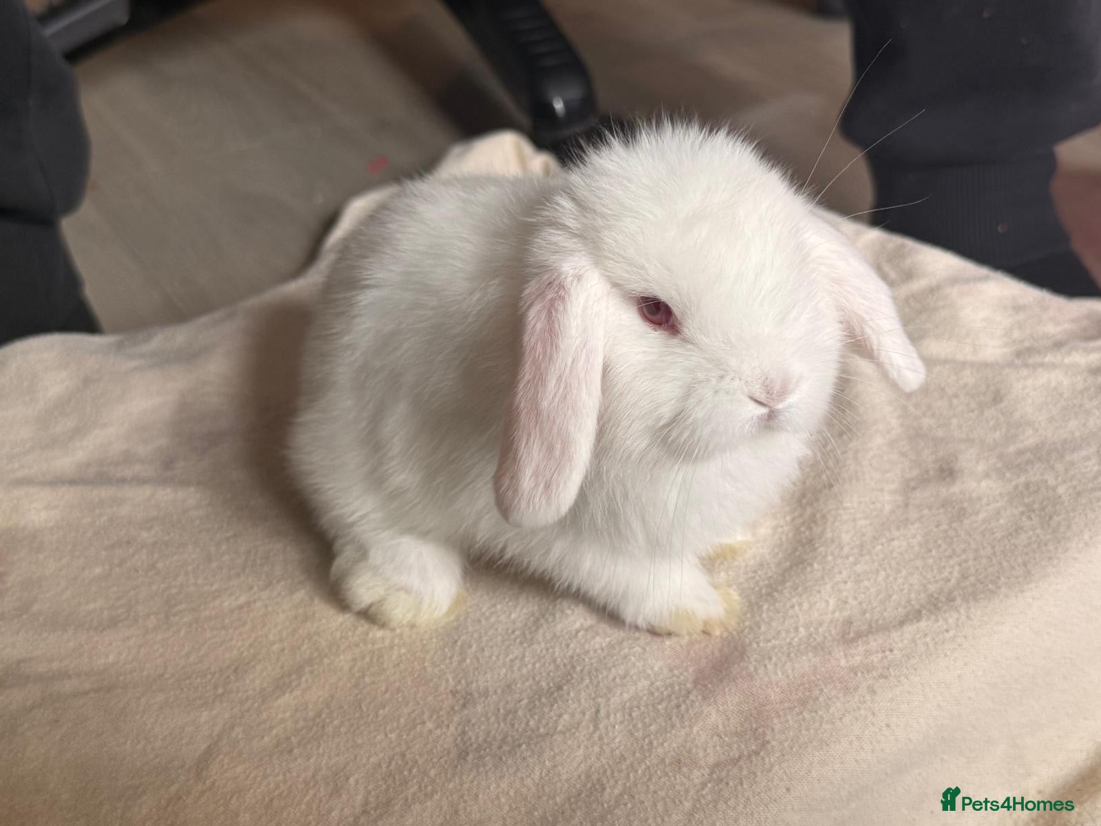 Mini Lop rabbits Pure mini lops  - Advert 2