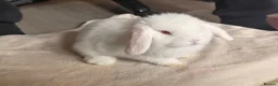 Mini Lop rabbits for sale: Pure mini lops  in Cardiff - Advert 1