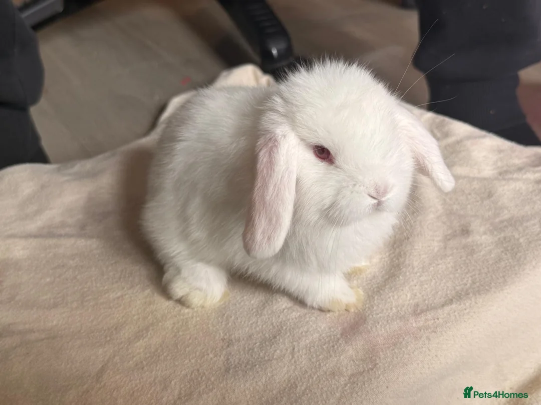 Mini Lop rabbits for sale: Pure mini lops  in Cardiff - Advert 1