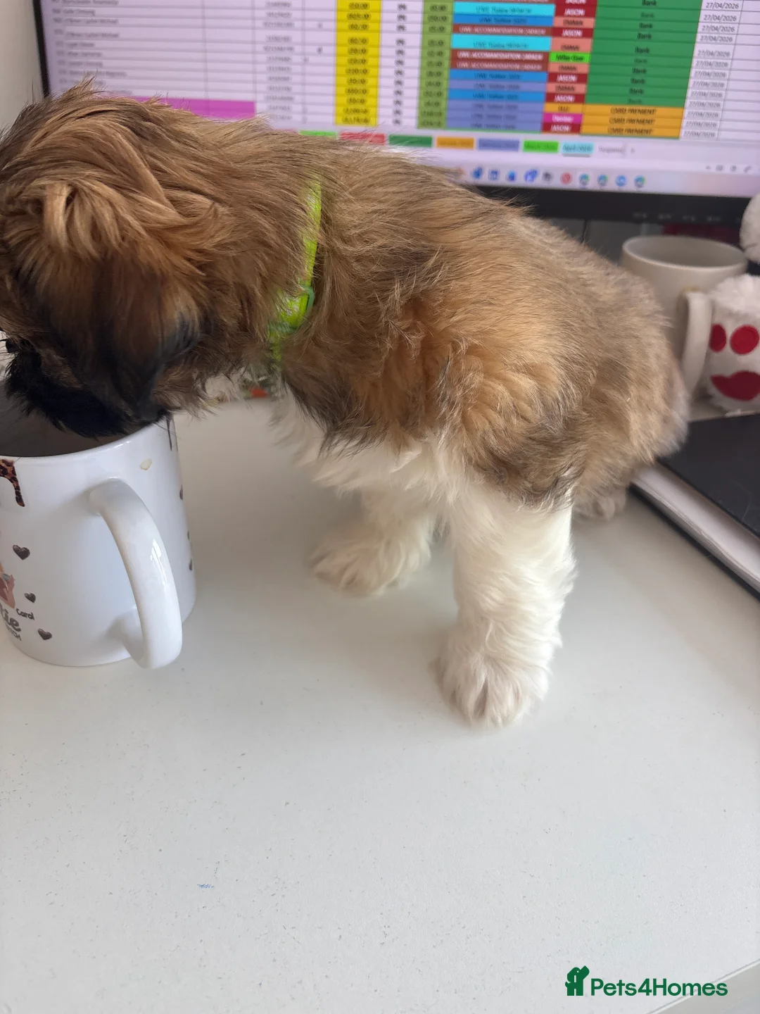Shih Tzu dogs for sale: Shih Tzu puppies for sale - Advert 4