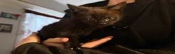 Mixed Breed cats for sale: Kittens  in Luton - Advert 6