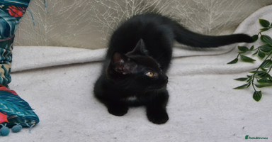 Mixed Breed cats - Advert 1