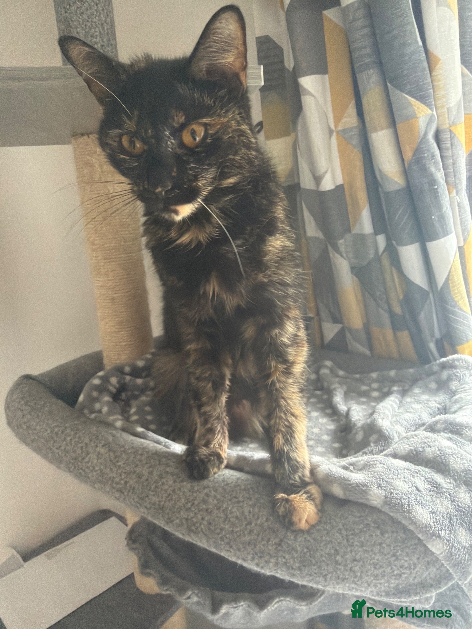 Mixed Breed cats New home for jinx  - Advert 1