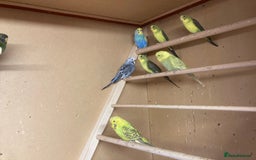 Budgerigars birds for sale: 2025 budgies - Image 3