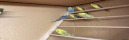 Budgerigars birds for sale: 2025 budgies - Advert 3