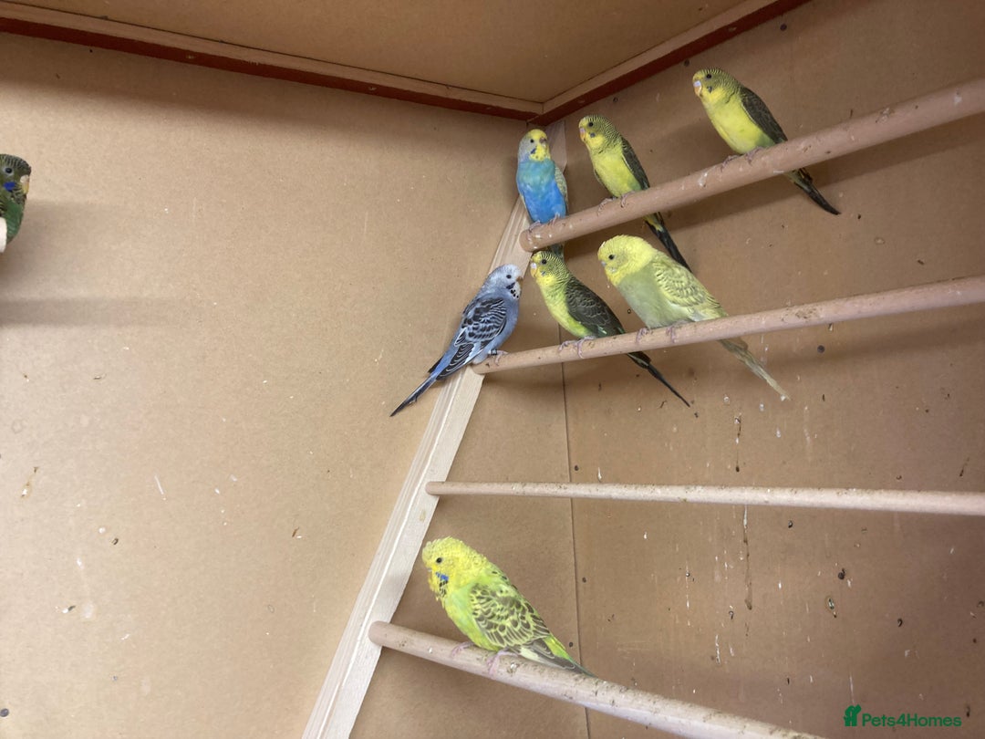 Budgerigars birds for sale: 2025 budgies - Image 3