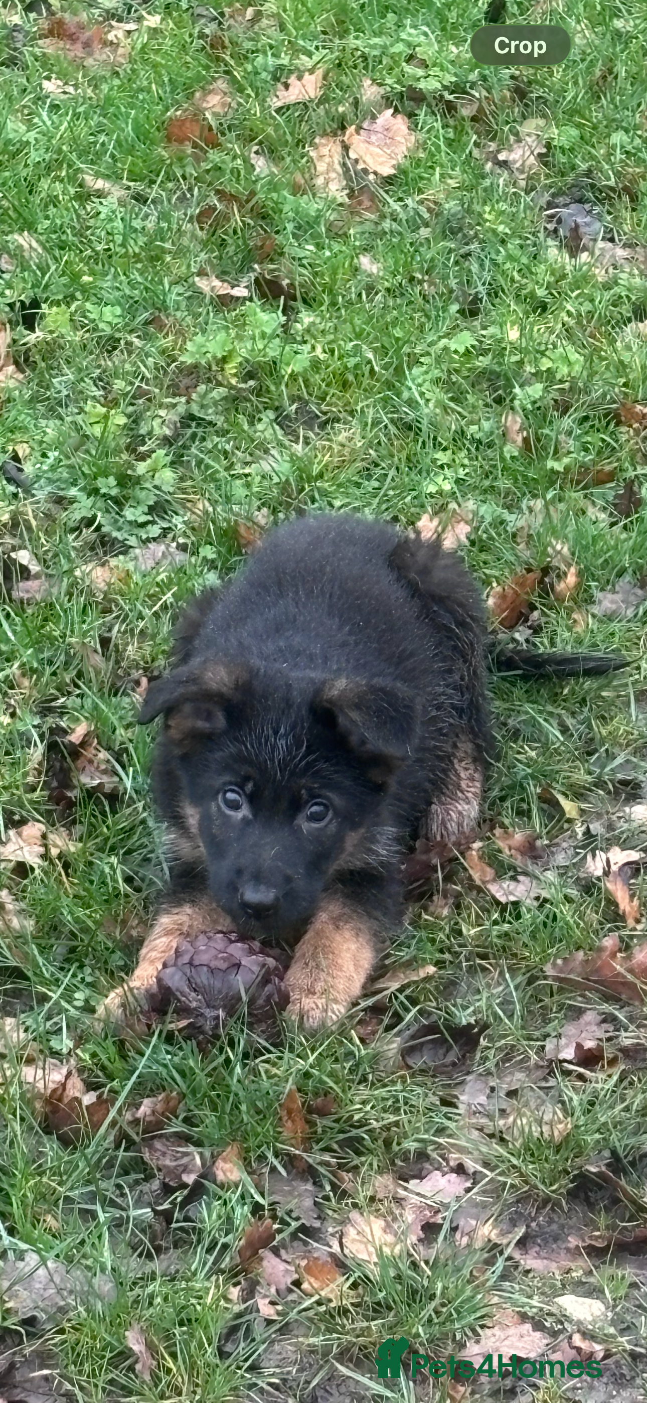 German Shepherd dogs ✨Last black and gold German shepherd puppy reduced - Advert 6