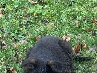 German Shepherd dogs ✨Last black and gold German shepherd puppy reduced - Advert 2