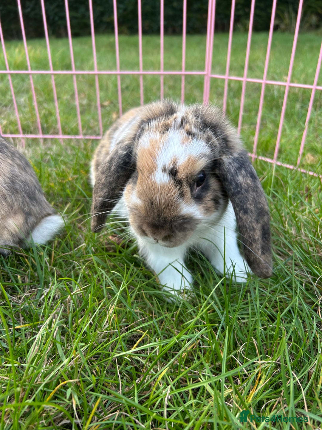 Mini Lop rabbits for sale: 3 handsome young boy rabbits - Image 4