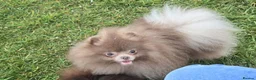 Pomeranian dogs for sale: KC Young Adult Male and Female six mo - Advert 18