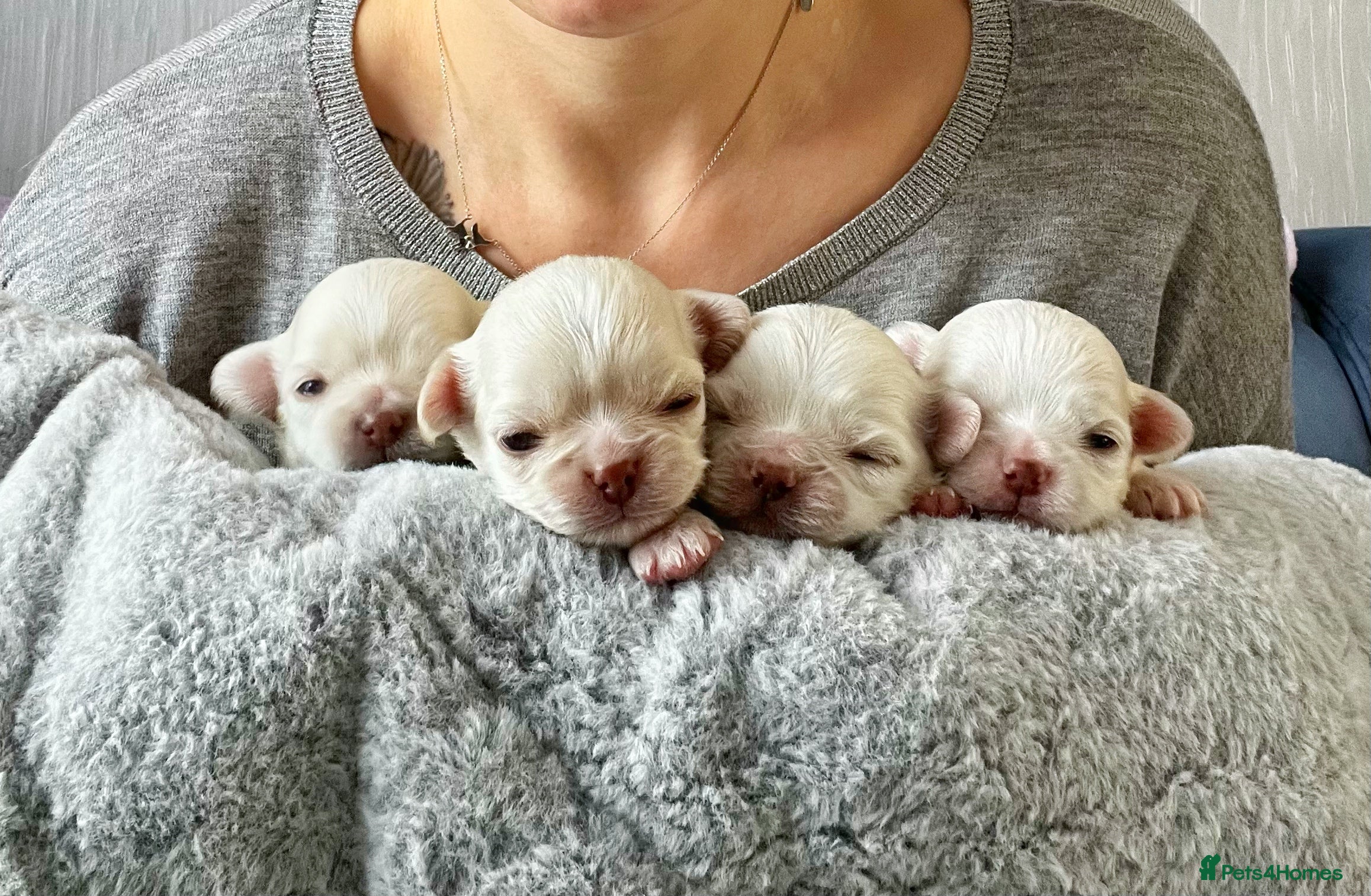 Chihuahua dogs  Long Coat Chihuahua Puppies - Advert 3