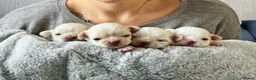 Chihuahua dogs for sale:  Long Coat Chihuahua Puppies - Advert 1