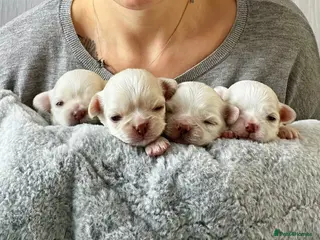 Chihuahua dogs Long Coat Chihuahua Puppies - Advert 3