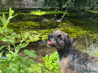 Border Terrier dogs Gorgeous Pedigree border terrier puppies - Advert 1