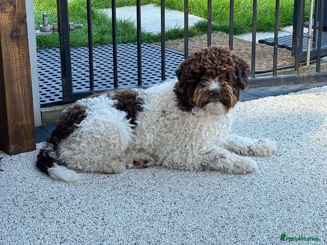 Lagotto Romagnolo dogs for sale: Lagotto Romanoglo pups - Advert 2