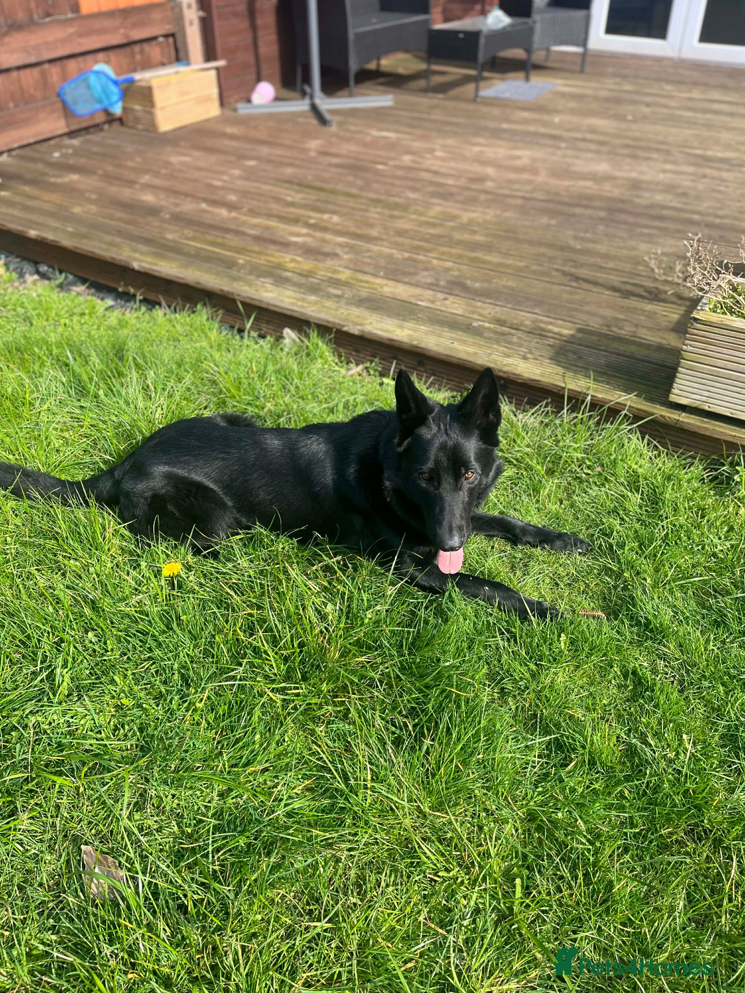 German Shepherd dogs DDR German shepherd Czech line  kc registered - Advert 6