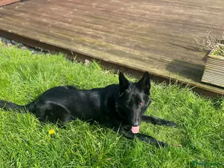 German Shepherd dogs DDR German shepherd Czech line kc registered - Advert 6