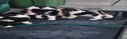 Fox Terrier dogs for sale: Wire fox terrier puppies  - Advert 3
