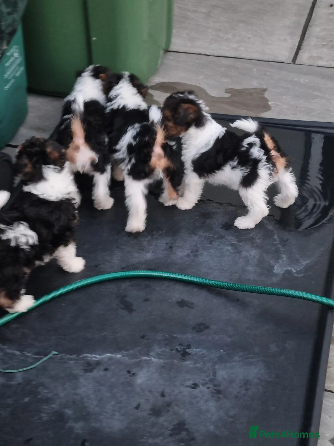 Fox Terrier dogs for sale: Wire fox terrier puppies  - Advert 3