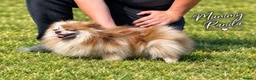 Pomeranian dogs for sale: Petite Teddy Bear Faced Pups Lilac & Chocolate - Advert 8