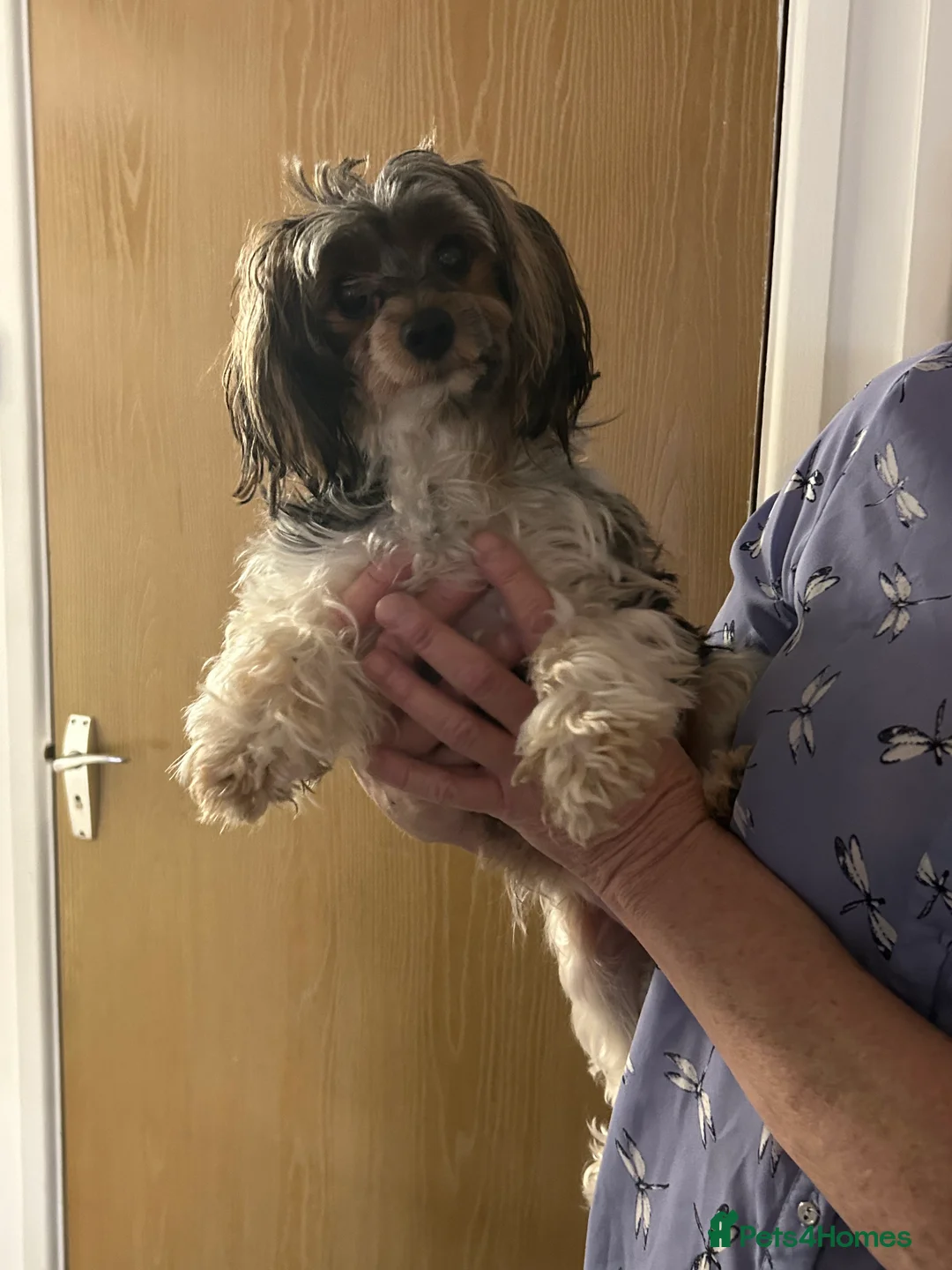 Yorkshire Terrier dogs for sale: Litter of Yorkshire terriers for sale - Advert 2