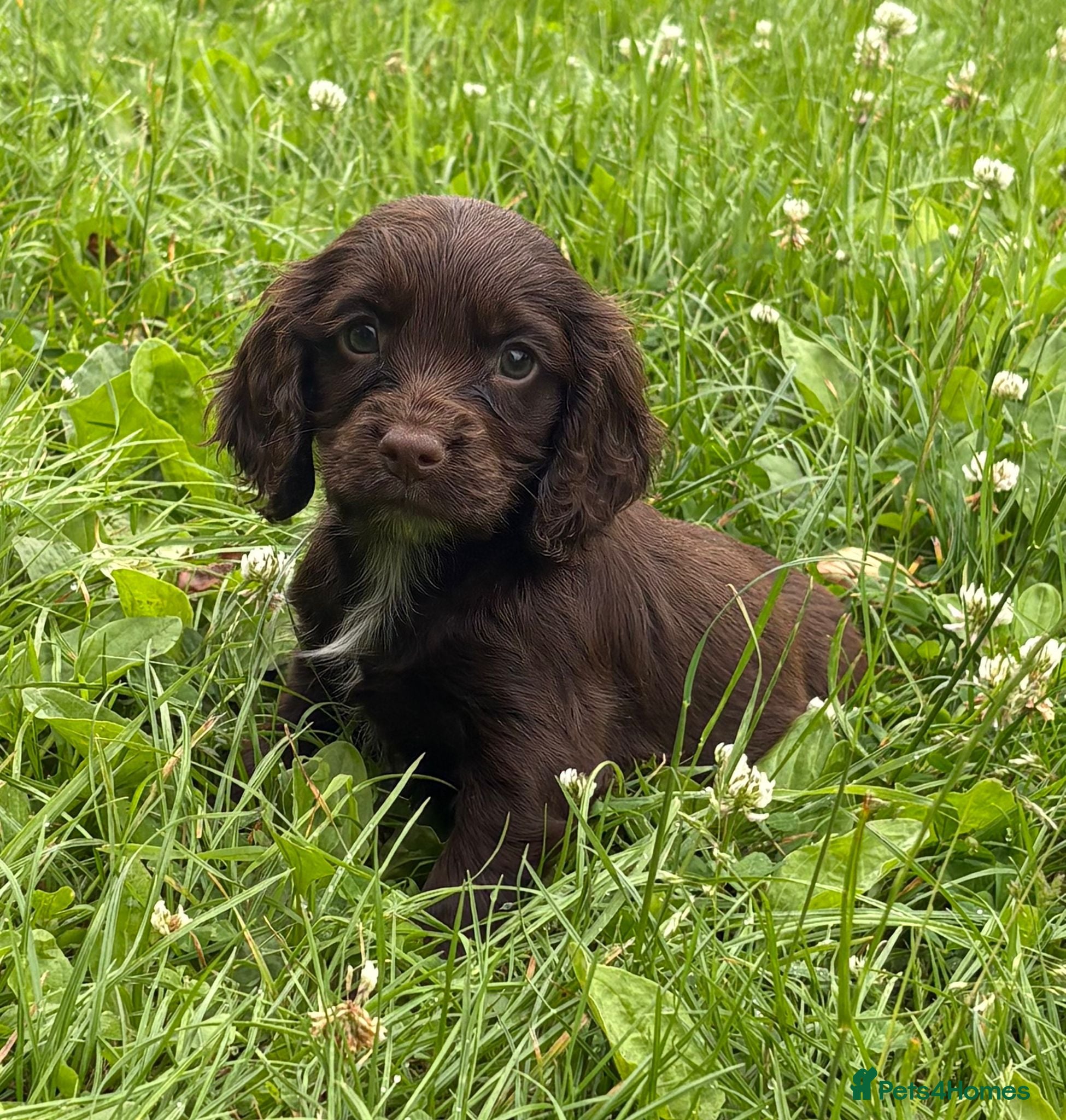 Cocker Spaniel dogs Cocker spaniel puppies - Advert 1