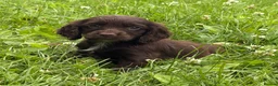 Cocker Spaniel dogs for sale: Cocker spaniel puppies - Advert 2
