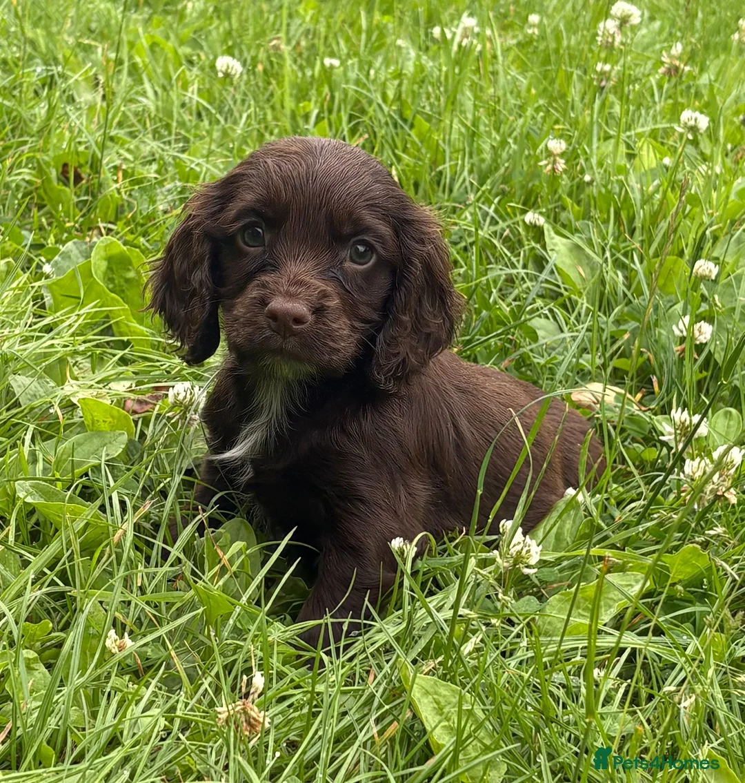 Cocker Spaniel dogs for sale: Cocker spaniel puppies - Advert 2