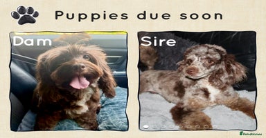 Cockapoo dogs - Advert 3