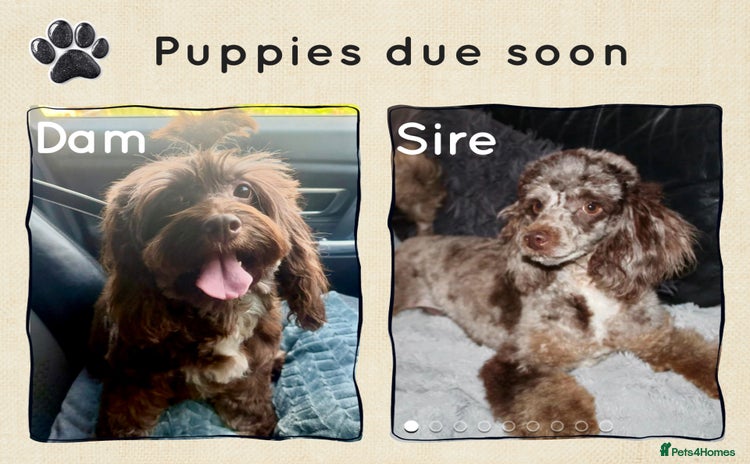 Cockapoo dogs - Advert 1